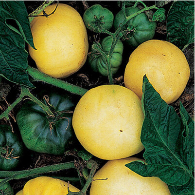 Tomato White Potato Leaf